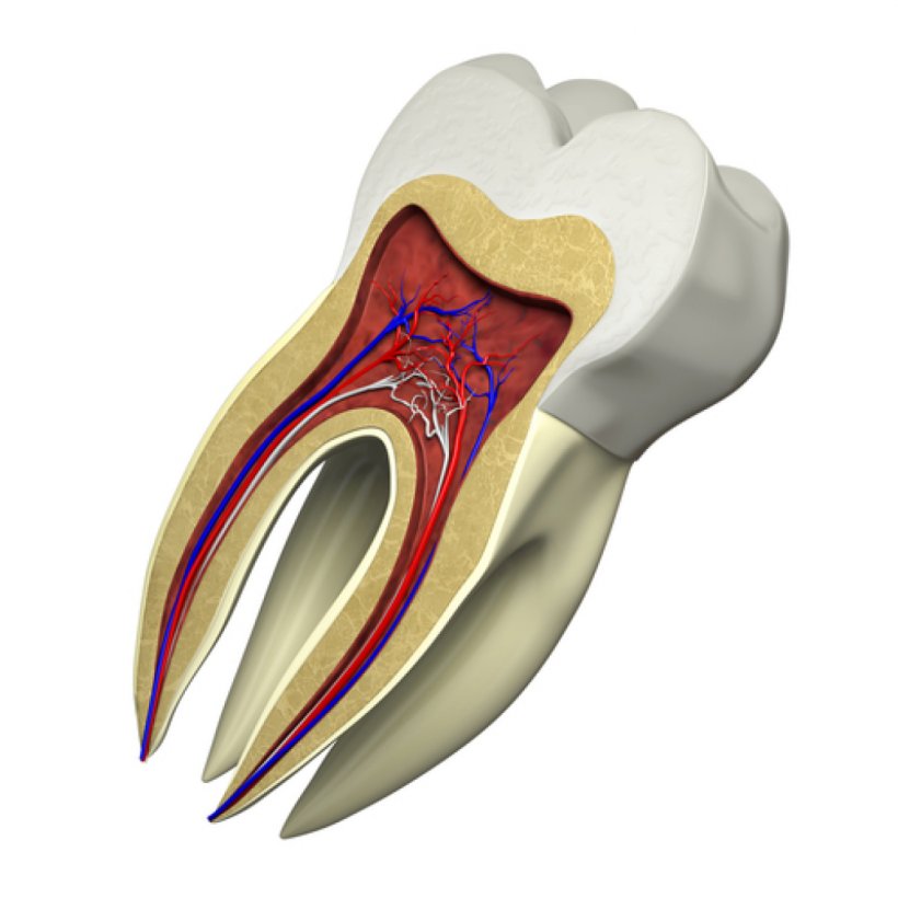 Restorative Dentistry Dental Restoration Crown Root Canal, PNG, 1024x1024px, Watercolor, Cartoon, Flower, Frame, Heart Download Free