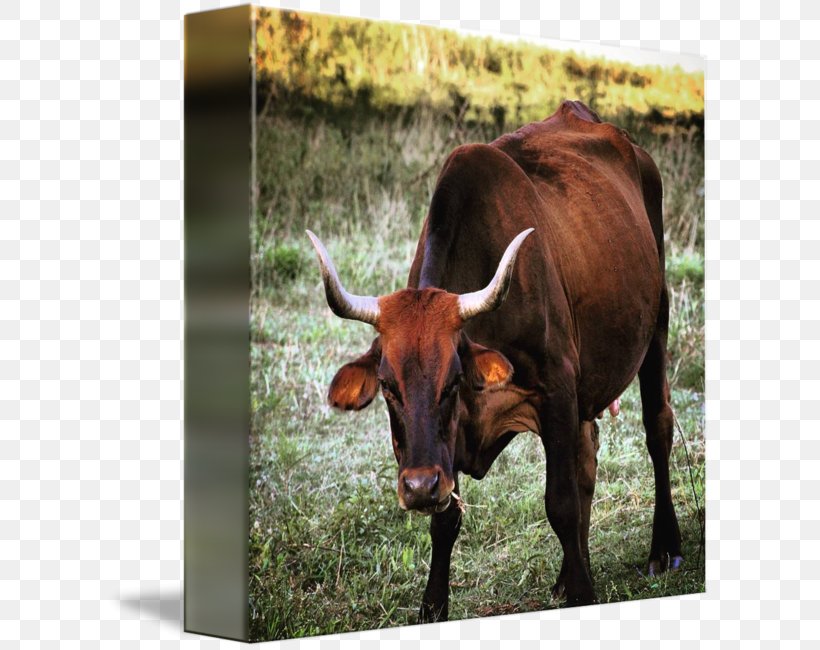 Texas Longhorn English Longhorn Ox Bull Pasture, PNG, 606x650px, Texas Longhorn, Animal, Bull, Cattle Like Mammal, Cow Goat Family Download Free