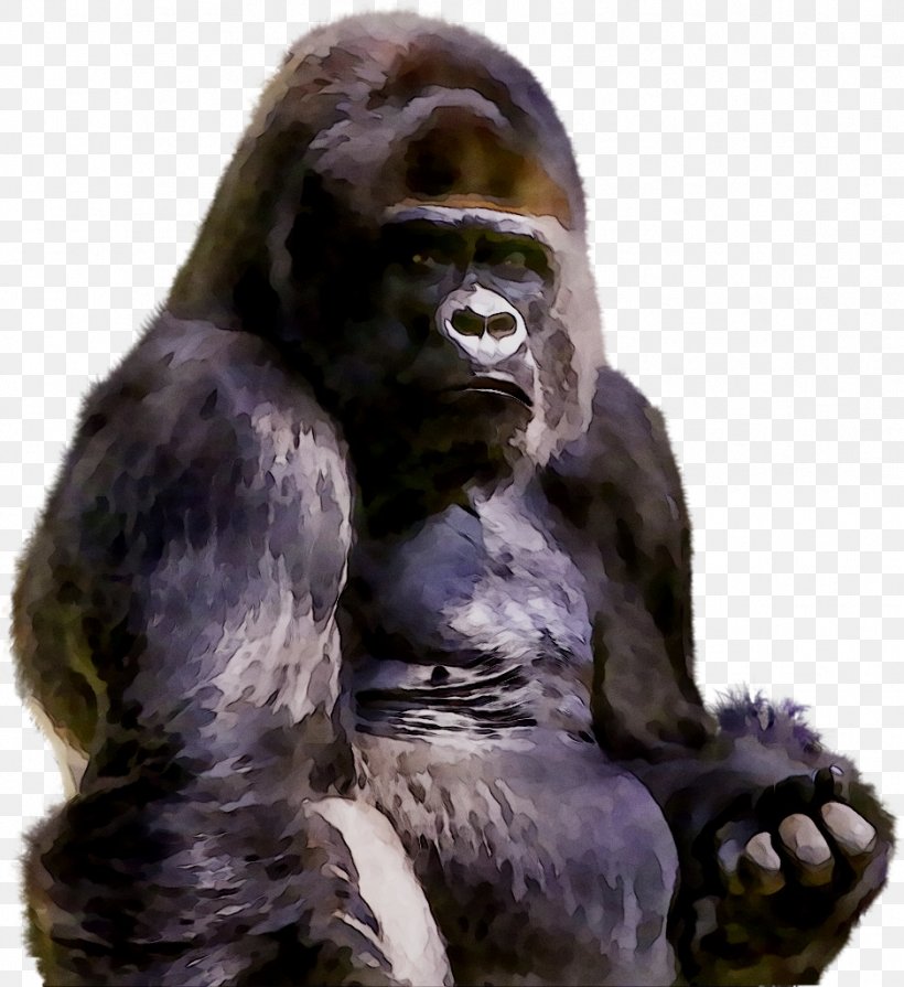 Western Gorilla Chimpanzee Fur Terrestrial Animal Snout, PNG, 938x1024px, Western Gorilla, Animal, Chimpanzee, Common Chimpanzee, Fur Download Free