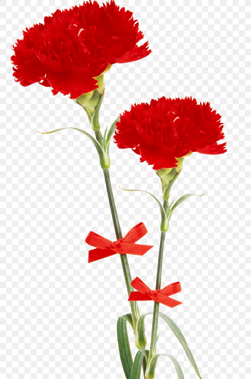 Carnation Clip Art, PNG, 1024x1547px, Carnation, Annual Plant, Cut Flowers, Dianthus, Flower Download Free