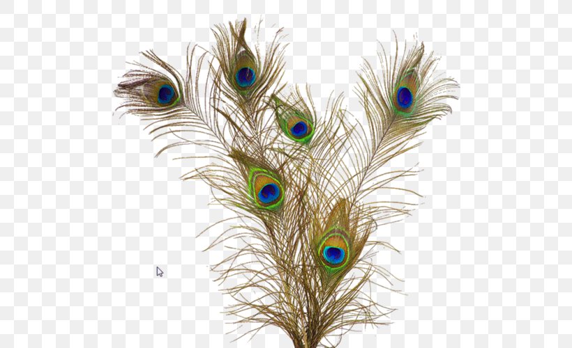 Feather Peafowl Clip Art, PNG, 500x500px, Feather, Asiatic Peafowl, Beak, Bird, Fashion Download Free