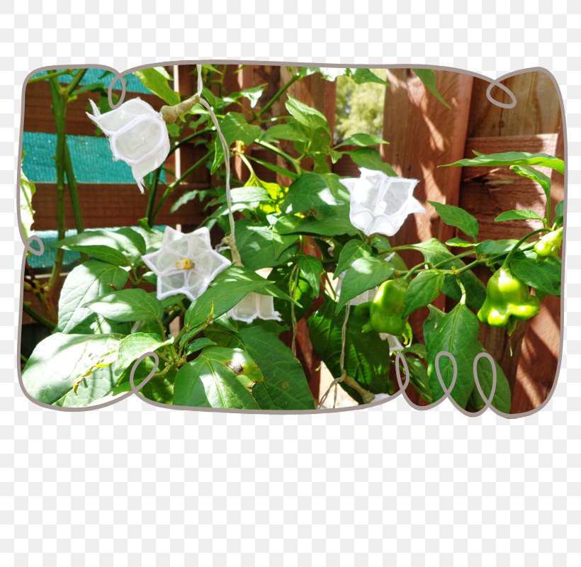 Flowerpot Plant Leaf, PNG, 800x800px, Flowerpot, Leaf, Plant Download Free