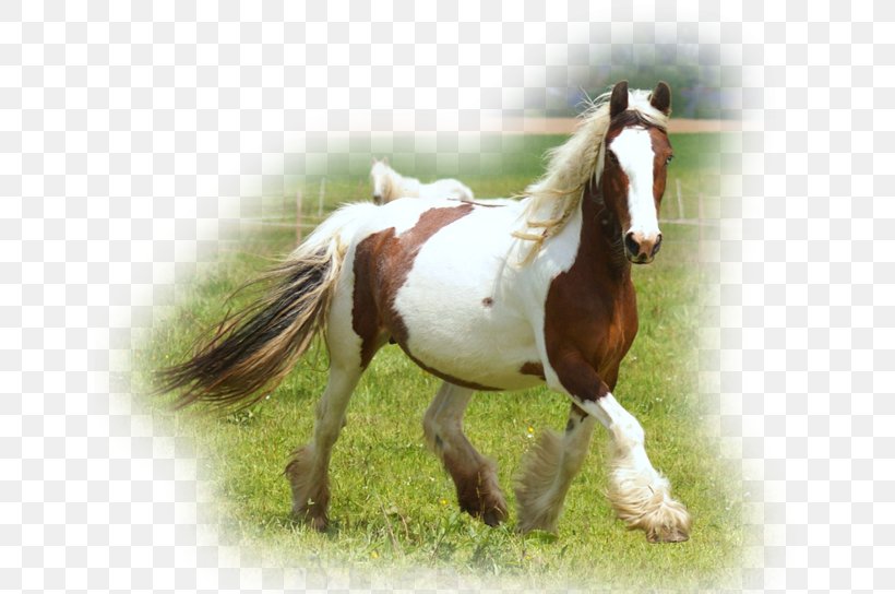 Mustang Stallion Mare Rein Halter, PNG, 647x544px, 2019 Ford Mustang, Mustang, Bridle, Ford Mustang, Halter Download Free