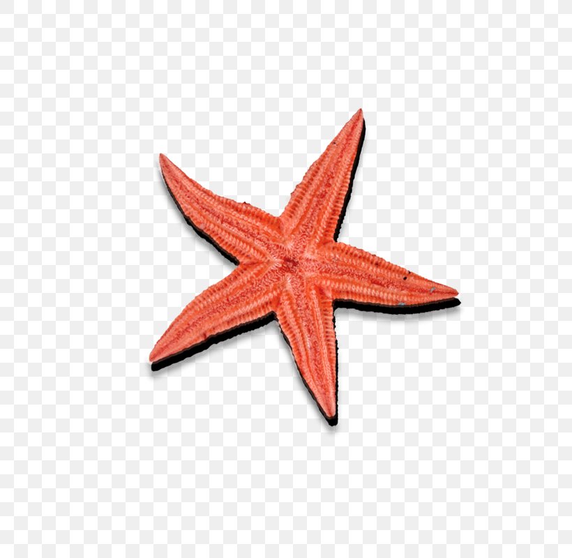 Seafood Starfish Icon, PNG, 600x800px, Seafood, Echinoderm, Elements Hong Kong, Invertebrate, Marine Invertebrates Download Free