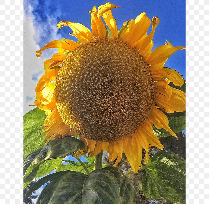 Sunflower Seed Sunflowers, PNG, 800x800px, Sunflower, Daisy Family, Flower, Flowering Plant, Plant Download Free
