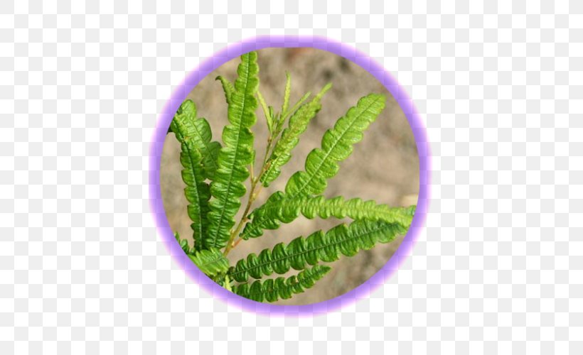 Sweetfern Liquidambar Peregrina Plant Shrub, PNG, 500x500px, Sweetfern, Comptonia, English, Fern, Herb Download Free