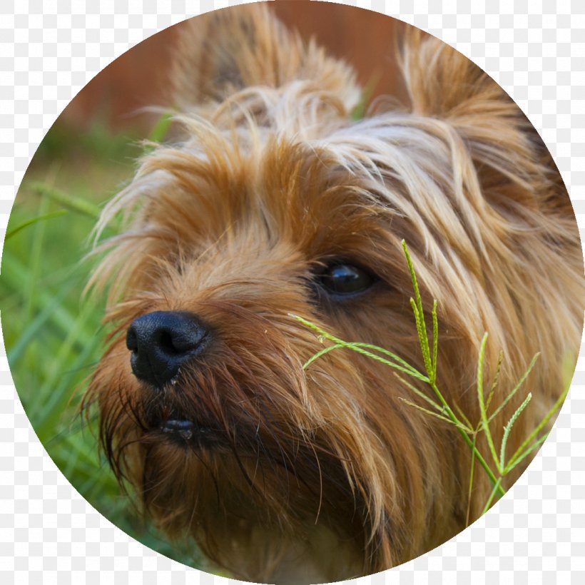 Yorkshire Terrier Puppy Australian Terrier Morkie Australian Silky Terrier, PNG, 1100x1100px, Yorkshire Terrier, Australian Silky Terrier, Australian Terrier, Bark, Breed Download Free