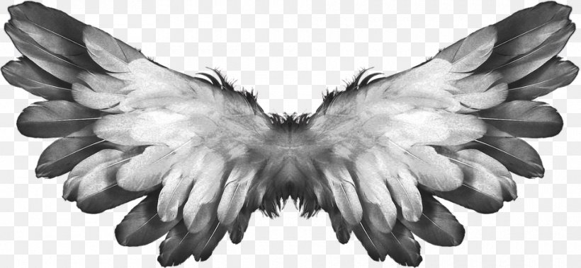 Angel Buffalo Wing Heaven, PNG, 960x444px, Angel, Archangel, Beak, Bird, Bird Of Prey Download Free