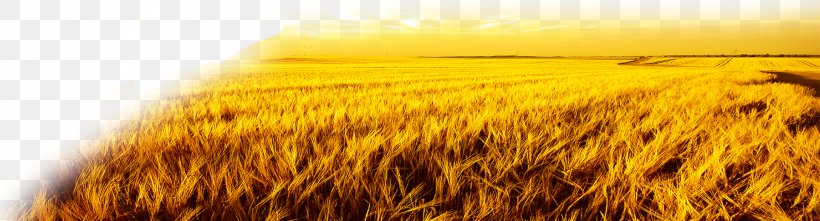 Harvest Autumn, PNG, 1926x520px, Harvest, Advertising, Agriculture, Autumn, Barley Download Free