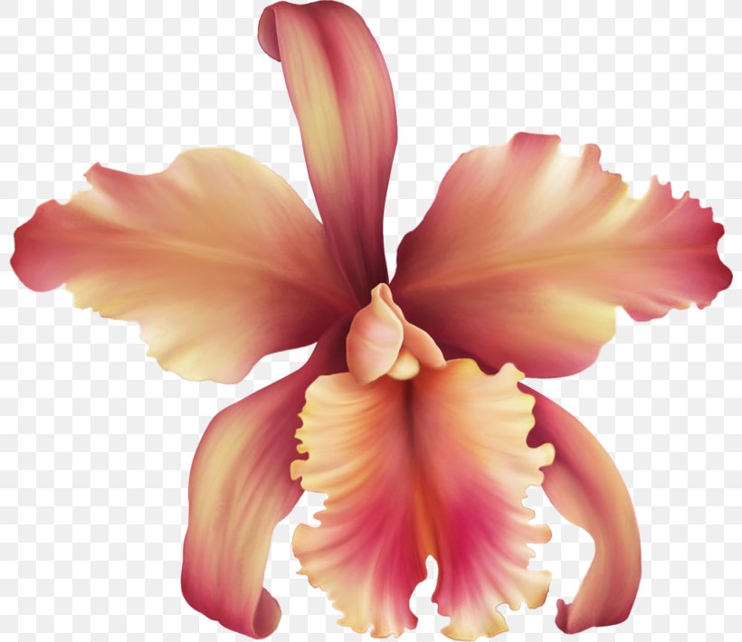 Orchids Flower Clip Art Rose Petal, PNG, 800x710px, Orchids, Cattleya, Cattleya Orchids, Centerblog, Cut Flowers Download Free