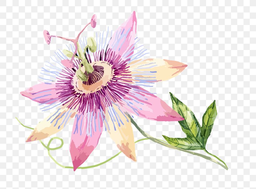 Passion Flower Passion Fruit Clip Art, PNG, 775x605px, Flower, Cut Flowers, Dogwood, Flora, Floral Design Download Free