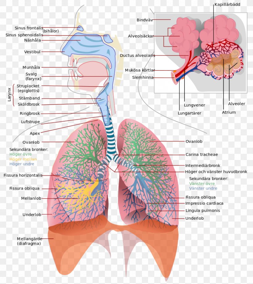 Respiratory System Respiratory Tract Respiration Breathing Lung, PNG, 909x1024px, Watercolor, Cartoon, Flower, Frame, Heart Download Free