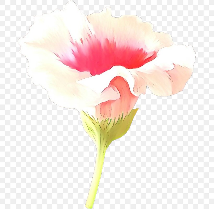 White Pink Flower Petal Plant, PNG, 683x800px, Cartoon, Cut Flowers, Flower, Flowering Plant, Petal Download Free
