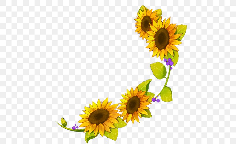 Common Sunflower Sunflower Seed Four Cut Sunflowers Yellow, PNG, 500x500px, Common Sunflower, Blue, Cut Flowers, Daisy Family, Floral Design Download Free
