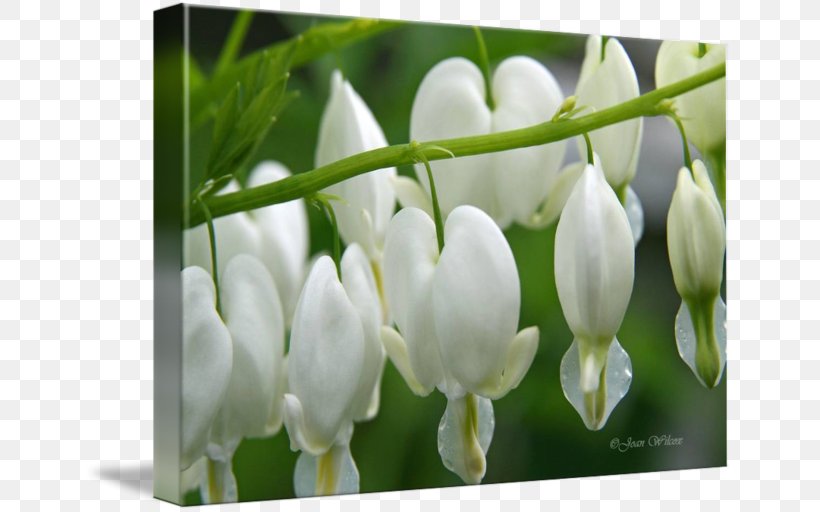 Dicentra Tile Coasters, PNG, 650x512px, Dicentra, Coasters, Flower, Flowering Plant, Jasmine Download Free