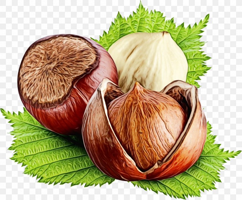 Food Natural Foods Hazelnut Ingredient Plant, PNG, 1105x915px, Watercolor, Food, Hazelnut, Ingredient, Natural Foods Download Free