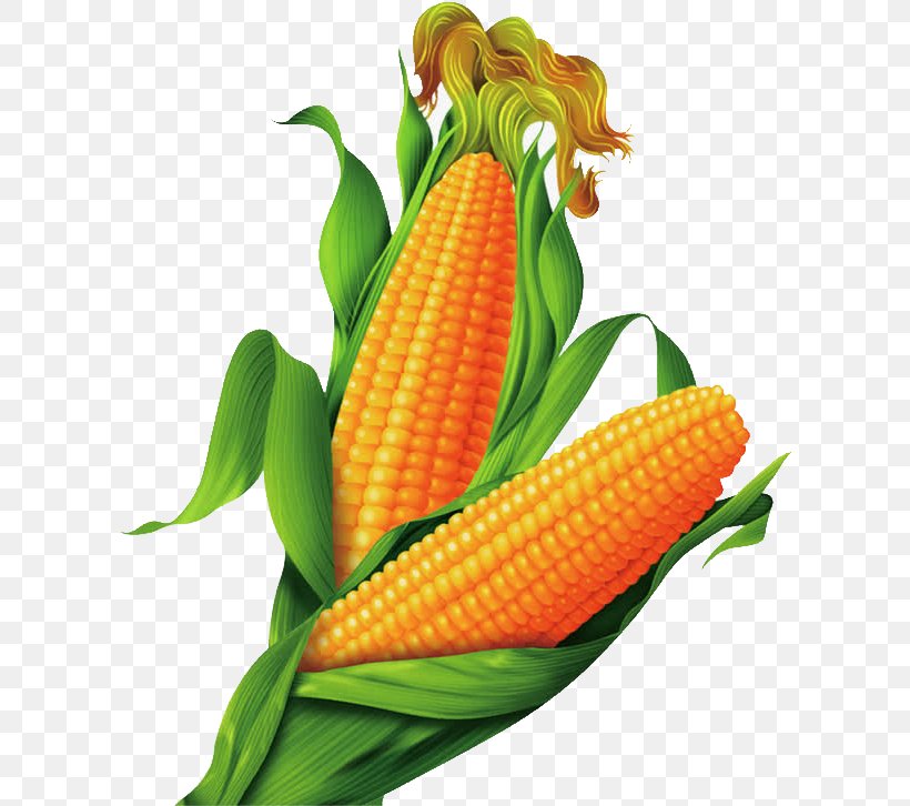Maize Cartoon Gold, PNG, 610x726px, Maize, Blue, Cartoon, Caryopsis, Commodity Download Free