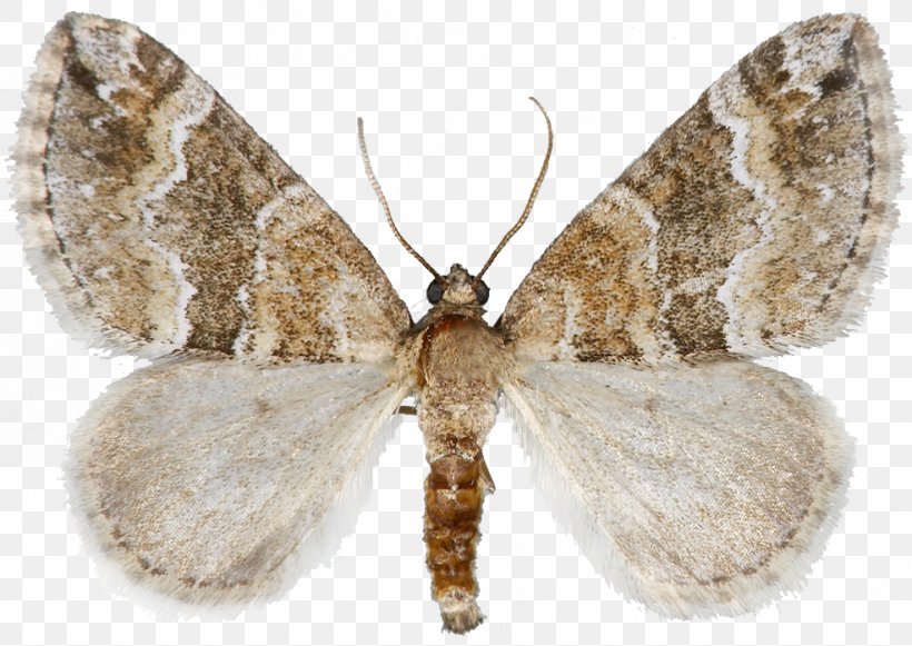 Silkworm Brown House Moth Brush-footed Butterflies Gossamer-winged Butterflies Butterfly, PNG, 986x699px, Silkworm, Arthropod, Bombycidae, Bombyx, Bombyx Mori Download Free