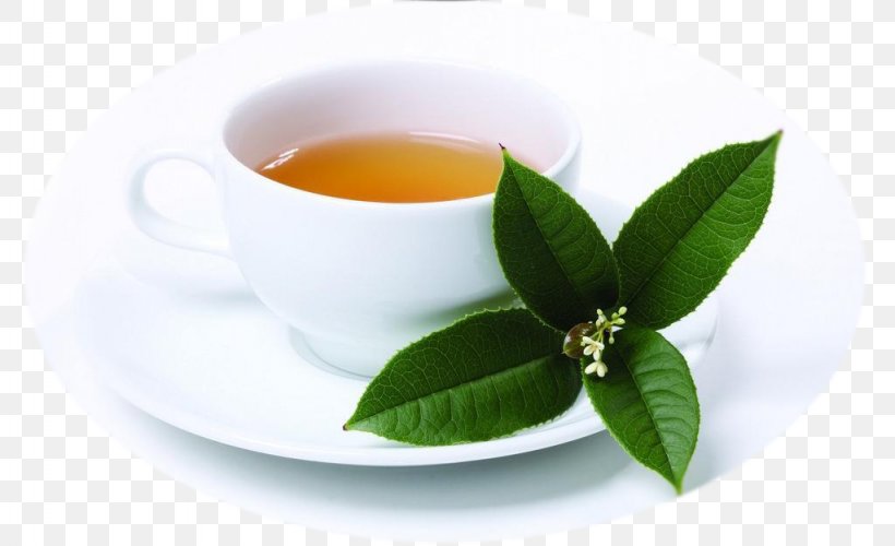 Tea Hanoi Coffee Milk Phyllanthus Urinaria, PNG, 1024x625px, Tea, Alternative Medicine, Assam Tea, Caffeine, Camellia Sinensis Download Free