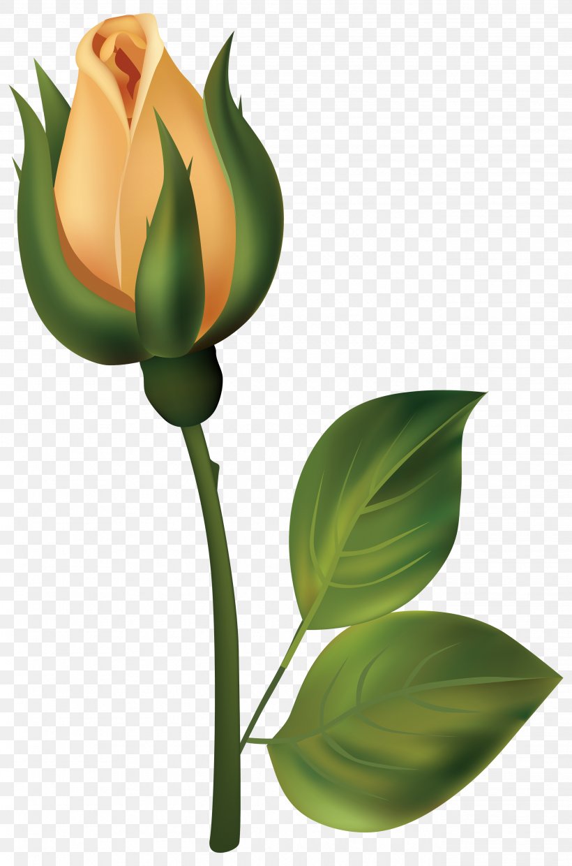 Bud Rose White Clip Art, PNG, 2644x4000px, Bud, Cut Flowers, Flower, Flowering Plant, Leaf Download Free