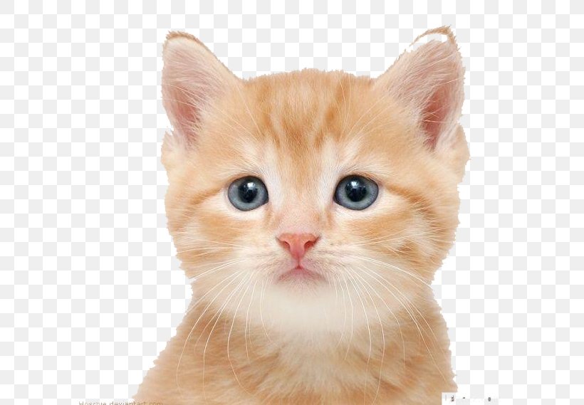 Cat Kitten Puppy Dog Cuteness, PNG, 598x569px, Cat, American Wirehair, Carnivoran, Cat Breed, Cat Like Mammal Download Free
