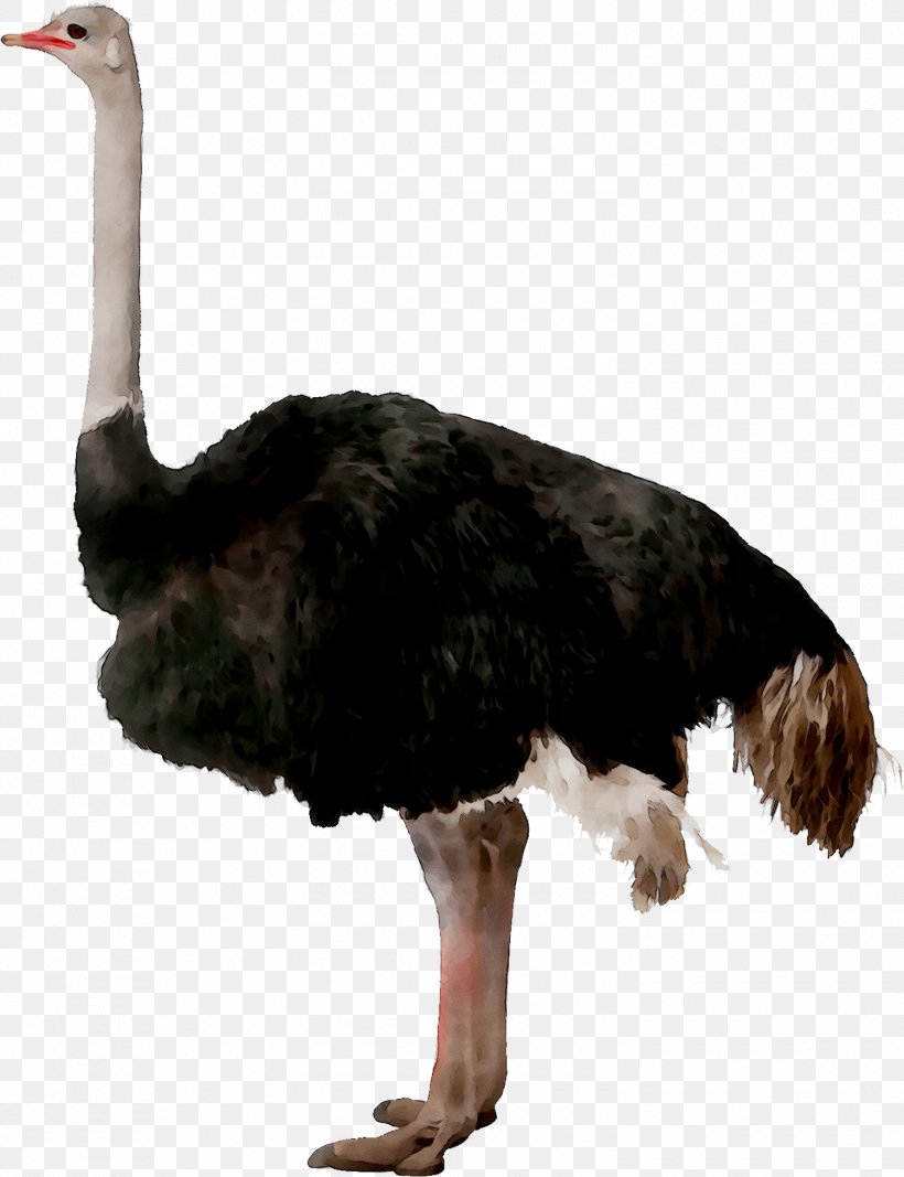 Common Ostrich Bird Clip Art Transparency, PNG, 1500x1953px, Common Ostrich, Beak, Bird, Cassowary, Emu Download Free