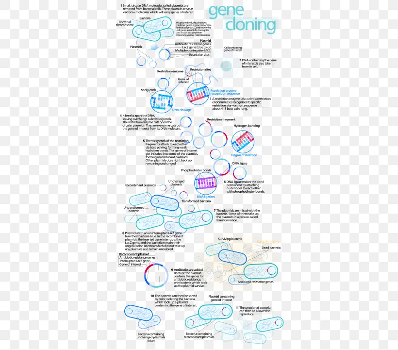 Molecular Cloning Genetics DNA, PNG, 350x721px, Cloning, Area, Biology, Cell, Diagram Download Free