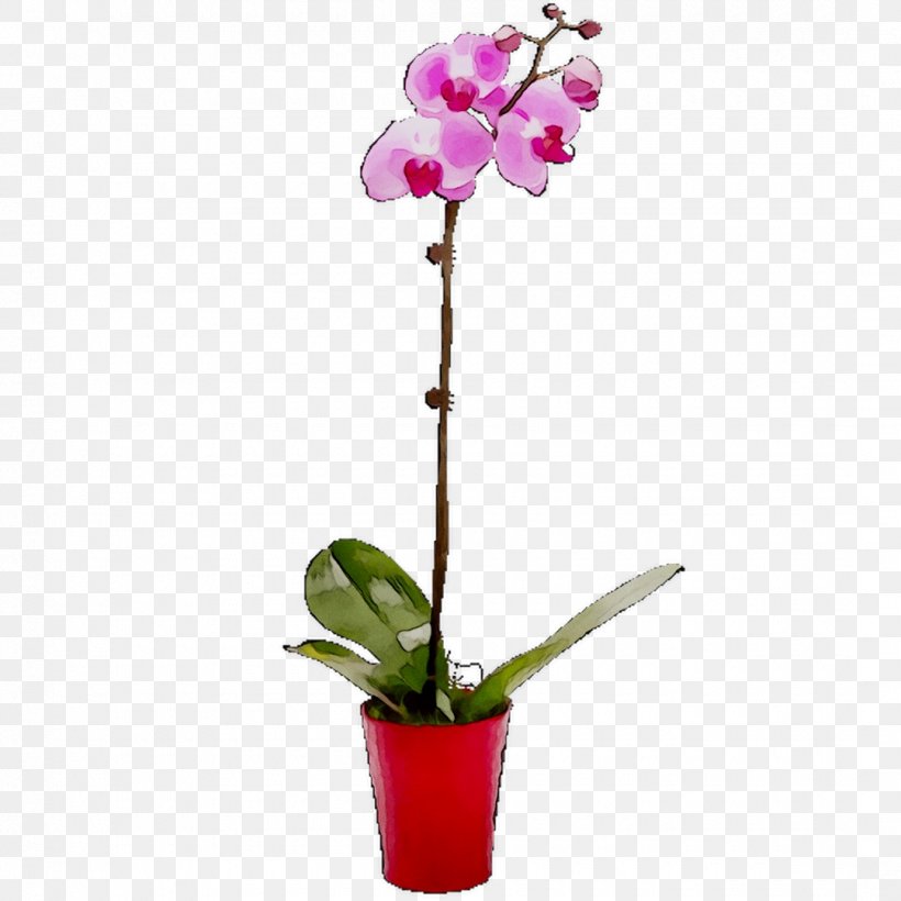 Moth Orchids Cut Flowers Cattleya Orchids Plant Stem, PNG, 1080x1080px, Moth Orchids, Anthurium, Cattleya Orchids, Cut Flowers, Dendrobium Download Free