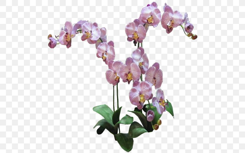 Phalaenopsis Equestris Orchids Plant Lilac, PNG, 512x512px, Phalaenopsis Equestris, Branch, Cattleya Orchids, Flower, Flowering Plant Download Free