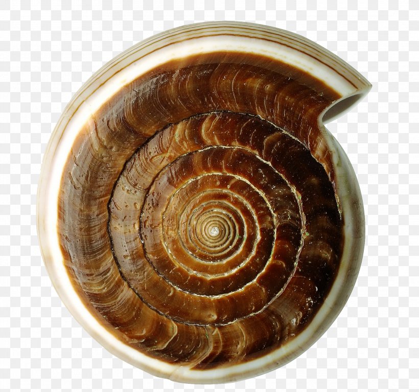 Seashell Sea Snail, PNG, 2180x2039px, Sea, Conch, Molluscs, Ocean, Orthogastropoda Download Free