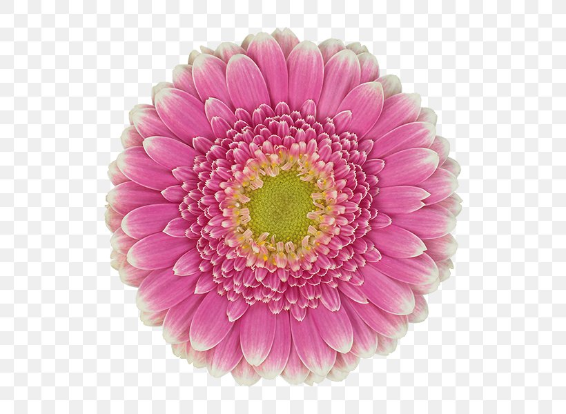 Transvaal Daisy Floristry Chrysanthemum Cut Flowers Petal, PNG, 600x600px, Transvaal Daisy, Annual Plant, Aster, Chrysanthemum, Chrysanths Download Free
