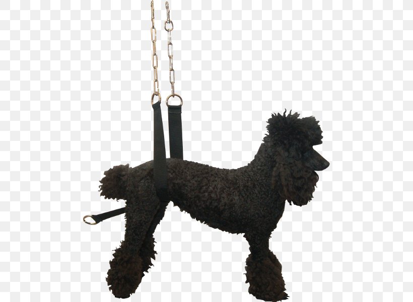 Standard Poodle Miniature Poodle Barbet Portuguese Water Dog Spanish Water Dog, PNG, 600x600px, Standard Poodle, Barbet, Carnivoran, Companion Dog, Dog Download Free