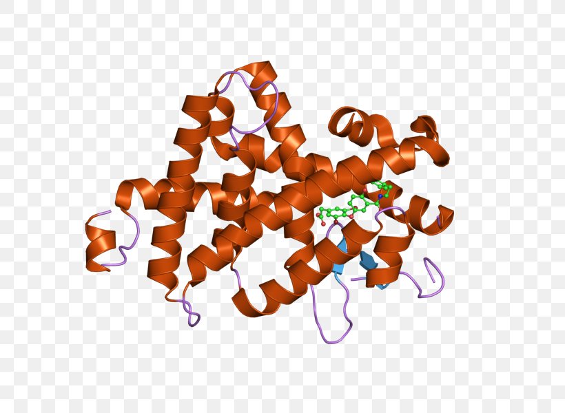 Thyroid Hormone Receptor Beta Nuclear Receptor Ligand, PNG, 800x600px, Thyroid Hormone Receptor Beta, Beta1 Adrenergic Receptor, Estrogen, Gene, Hormone Download Free