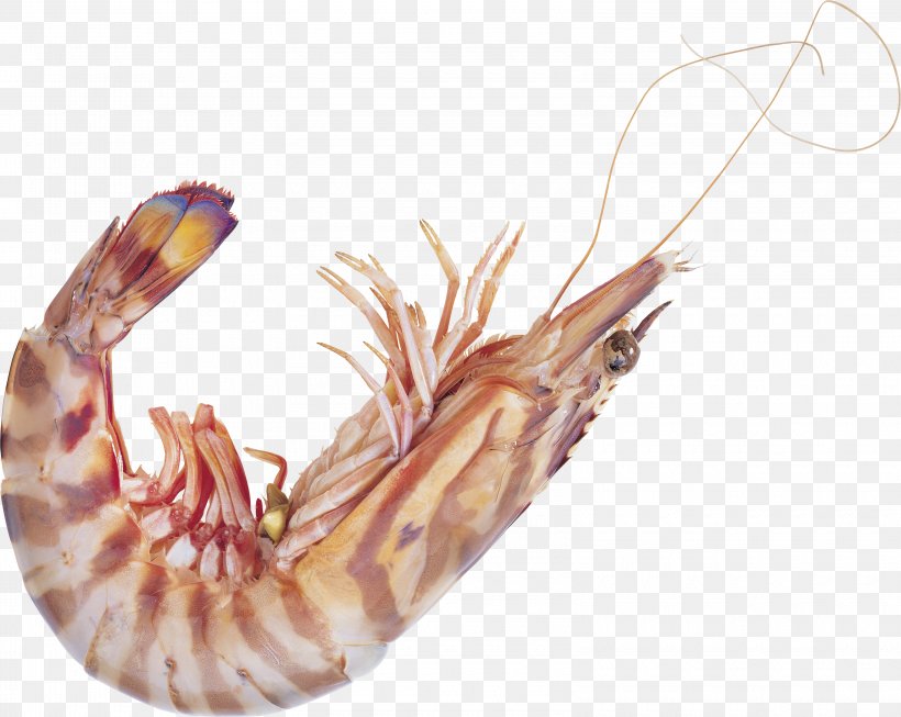 Tom Yum Shrimp Icon, PNG, 3200x2552px, Caridea, Animal Source Foods, Crab, Decapoda, Designer Download Free