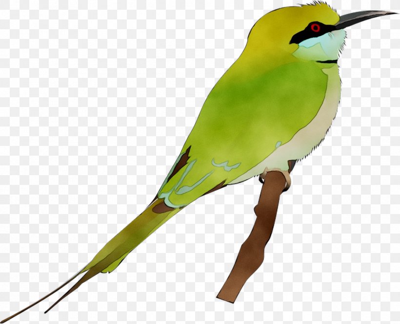 Beak Parakeet Feather Fauna, PNG, 1273x1035px, Beak, Bird, Coraciiformes, Fauna, Feather Download Free