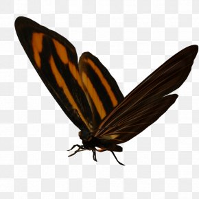 Butterfly - Butterfly Nymphalidae Insect PNG
