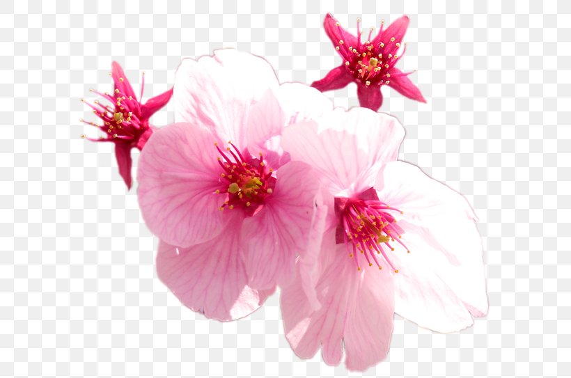 Cherry Blossom Pink M ST.AU.150 MIN.V.UNC.NR AD Malvales, PNG, 640x543px, Blossom, Branch, Branching, Cherry, Cherry Blossom Download Free