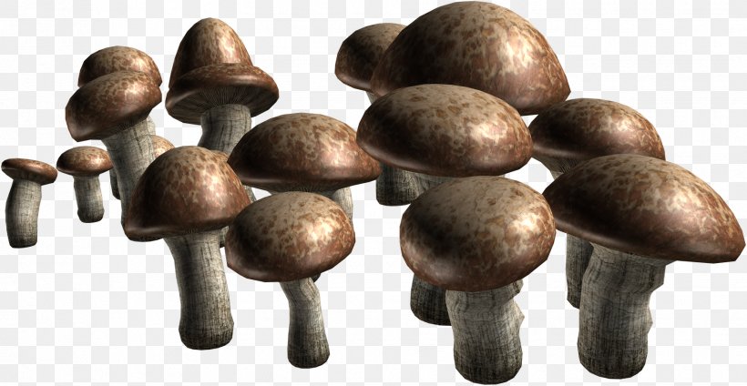 Edible Mushroom Fungus Agaricus Information, PNG, 1861x964px, Edible Mushroom, Agaricus, Black Pepper, Eating, Fungus Download Free
