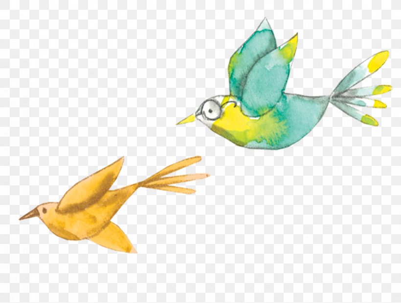 Feather Beak Wing, PNG, 843x639px, Feather, Animal, Beak, Bird, Common Pet Parakeet Download Free