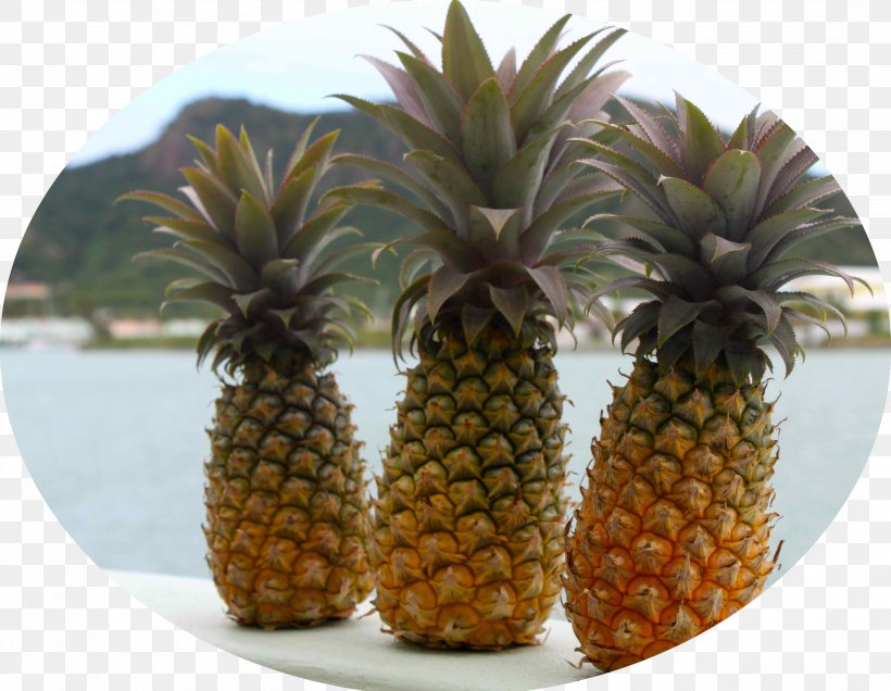 Pineapple Antigua Food Stuffing Juice, PNG, 4001x3108px, Pineapple, Ananas, Antigua, Berry, Black Pepper Download Free