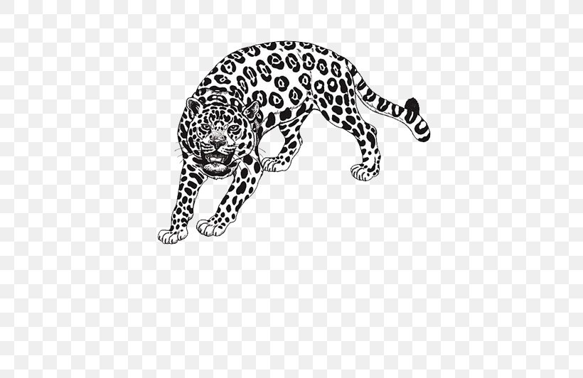 Amazon Rainforest Draw Anything : Pencil Drawings Step By Step: Pencil Drawing Ideas For Absolute Beginners Coloring Book, PNG, 546x532px, Amazon Rainforest, Big Cats, Black And White, Book, Carnivoran Download Free