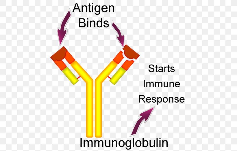 Antigen-antibody Interaction Antigen-antibody Interaction The Antibody Molecule Kell Antigen System, PNG, 502x524px, Antigen, Antibody, Antigenantibody Interaction, Antigenic Drift, Area Download Free