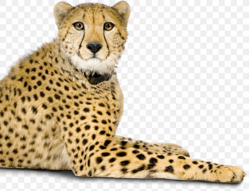 Cheetah Whiskers Big Cat Fur, PNG, 951x728px, Cheetah, Animal, Animal Figure, Big Cat, Big Cats Download Free
