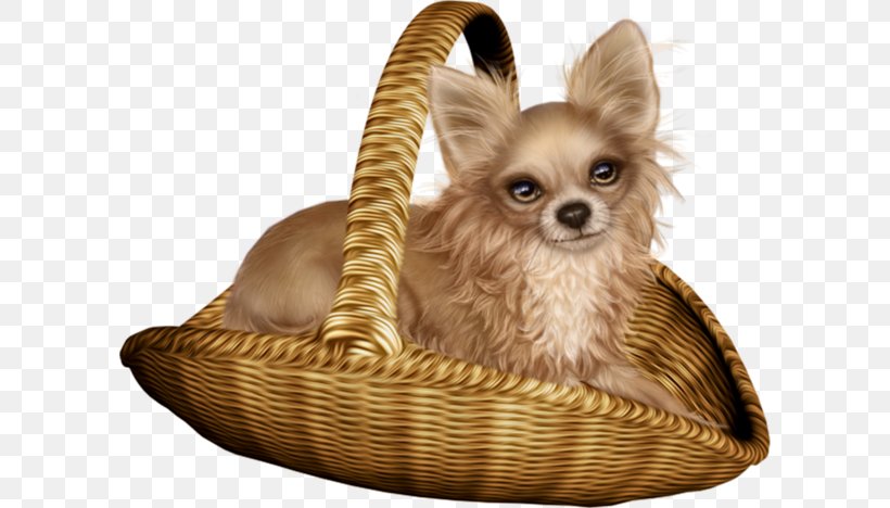 Chihuahua Cat Pet, PNG, 600x468px, Chihuahua, Animal, Carnivoran, Cat, Companion Dog Download Free