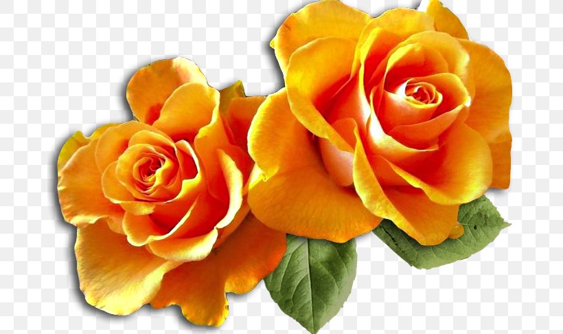 Garden Roses Flower, PNG, 682x486px, Garden Roses, Animaatio, Cut Flowers, Digital Image, Floral Design Download Free