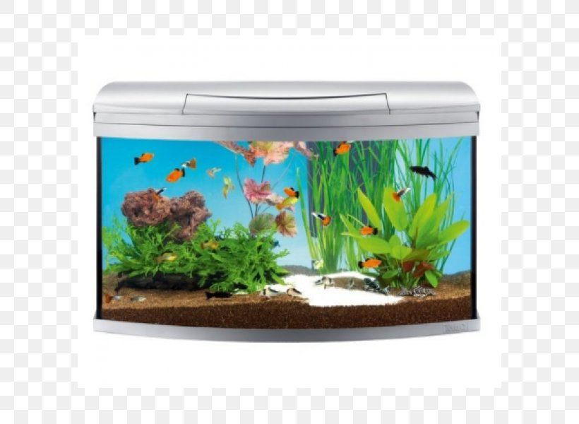 My Aquarium Tetra Siamese Fighting Fish, PNG, 600x600px, My Aquarium, Aquarium, Aquarium Decor, Aquarium Filters, Aquarium Fish Feed Download Free