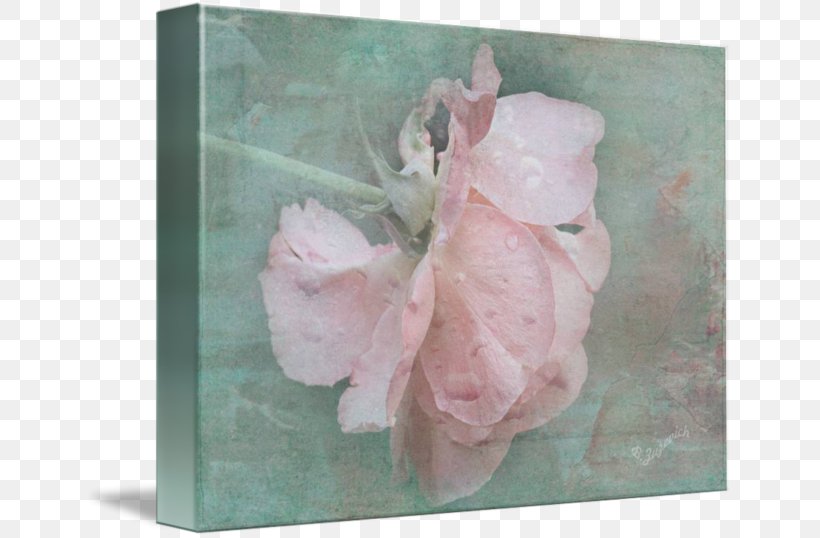Pink M Petal, PNG, 650x538px, Pink M, Flower, Petal, Pink, Rose Download Free