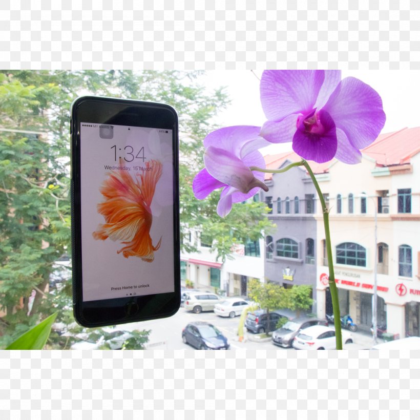 Purple Gadget Flower Cyan, PNG, 1000x1000px, Purple, Album Cover, Cyan, Flora, Flower Download Free