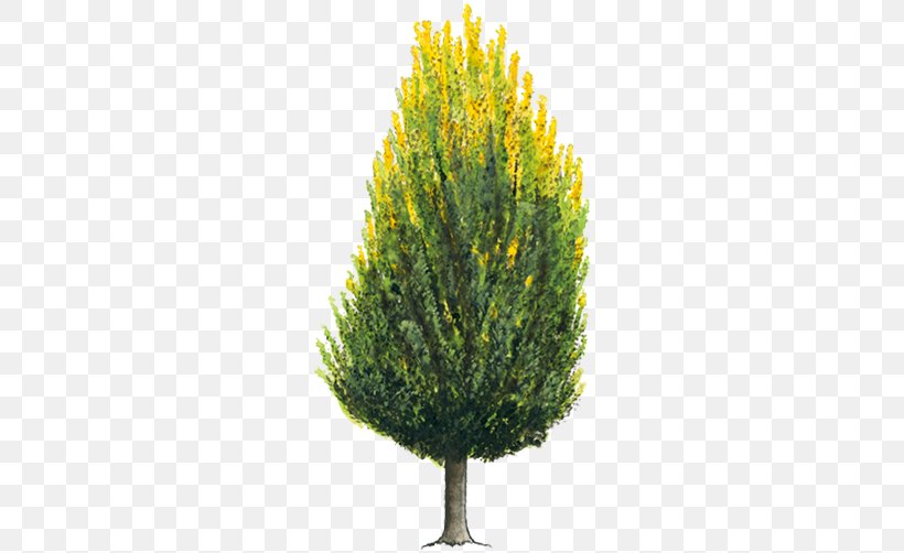 Tree Arborvitae Evergreen Shrub Cupressus, PNG, 750x502px, Tree, Arborvitae, Branch, Conifer, Conifer Cone Download Free