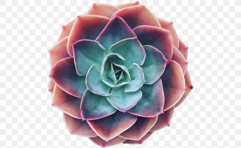 Cacti And Succulents Succulent Plant Cactus Molded Wax Agave Rosette, PNG, 500x505px, Cacti And Succulents, Blue, Cactus, Echeveria, Echeveria Amoena Download Free